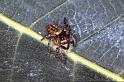 Carrhotus_xanthogramma_P1141_Z_85_Les Gris_Frankrijk